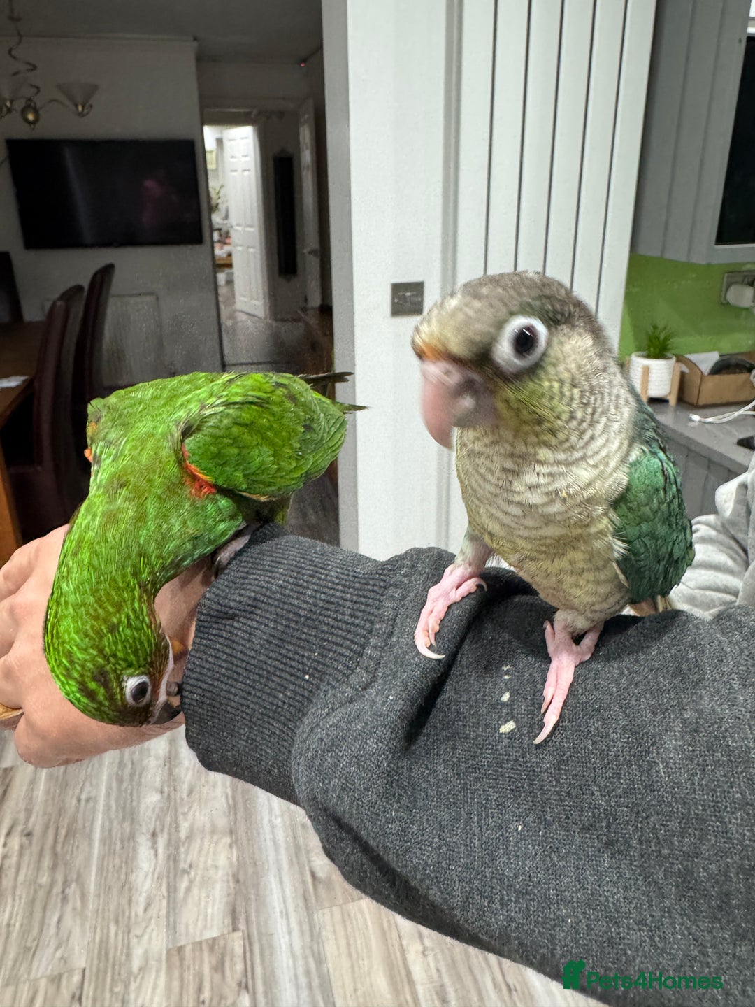 Lorikeets birds for sale: Hand fed baby conures for sale rare breed - Image 19