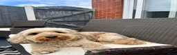 Cockapoo dogs for stud: Handsome F1 Cockapoo Stud. Proven,Healthy & Gentle in Ellesmere Port - Advert 2