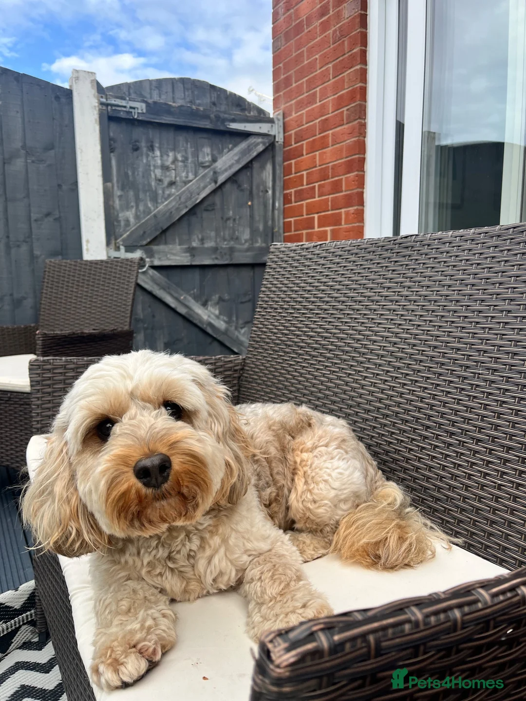 Cockapoo dogs for stud: Handsome F1 Cockapoo Stud. Proven,Healthy & Gentle in Ellesmere Port - Advert 2