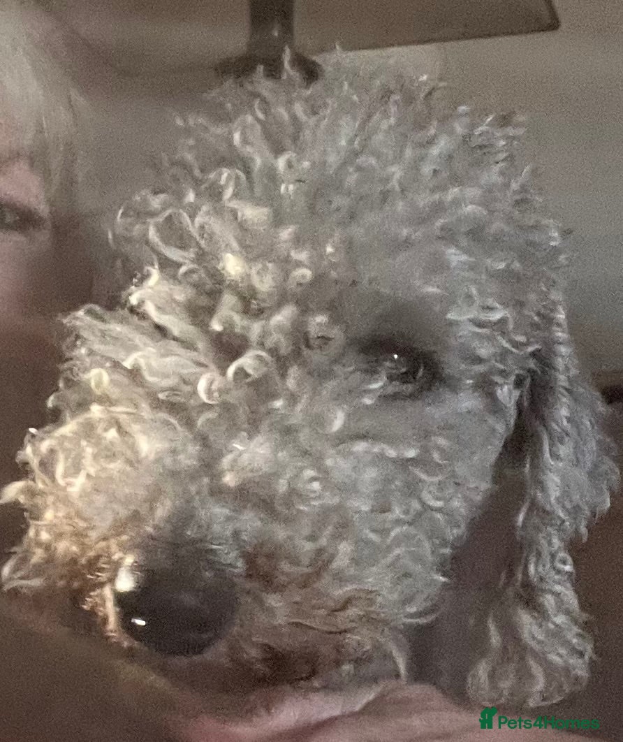 Bedlington Terrier dogs Bedlington Terrier KC registered dogs - Advert 1