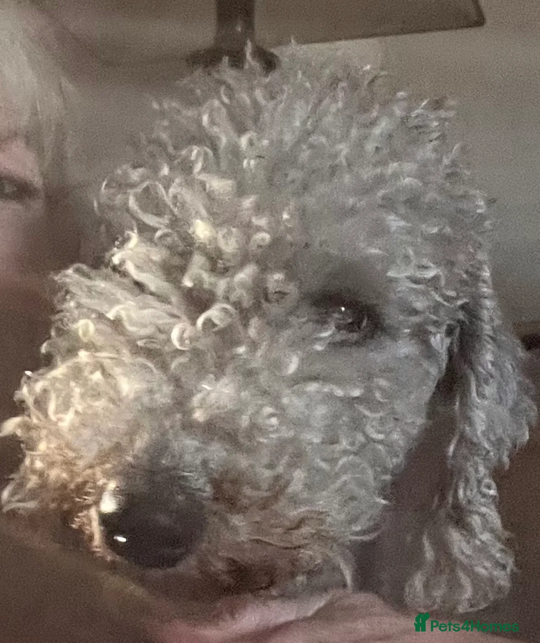 Bedlington Terrier dogs for sale: Bedlington Terrier KC registered dogs - Advert 1