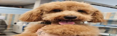 Maltipoo 1