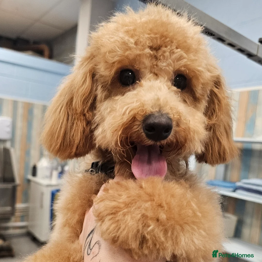 Maltipoo dogs for sale: Coco- maltipoo in Canterbury - Advert 1
