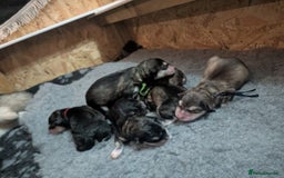 Alaskan Malamute dogs for sale: KC Alaskan malamute puppies champion lines - Image 2