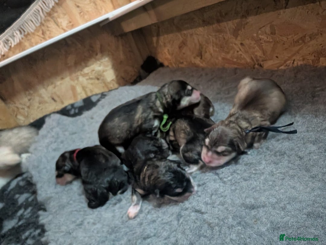 Alaskan Malamute dogs for sale: KC Alaskan malamute puppies champion lines - Image 2