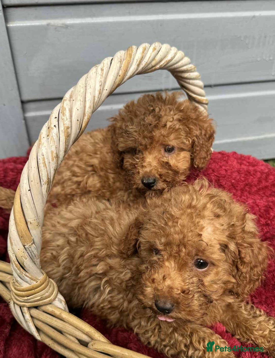 Toy Poodle dogs for sale: Toy poodle puppies looking for their forever home  - Image 6