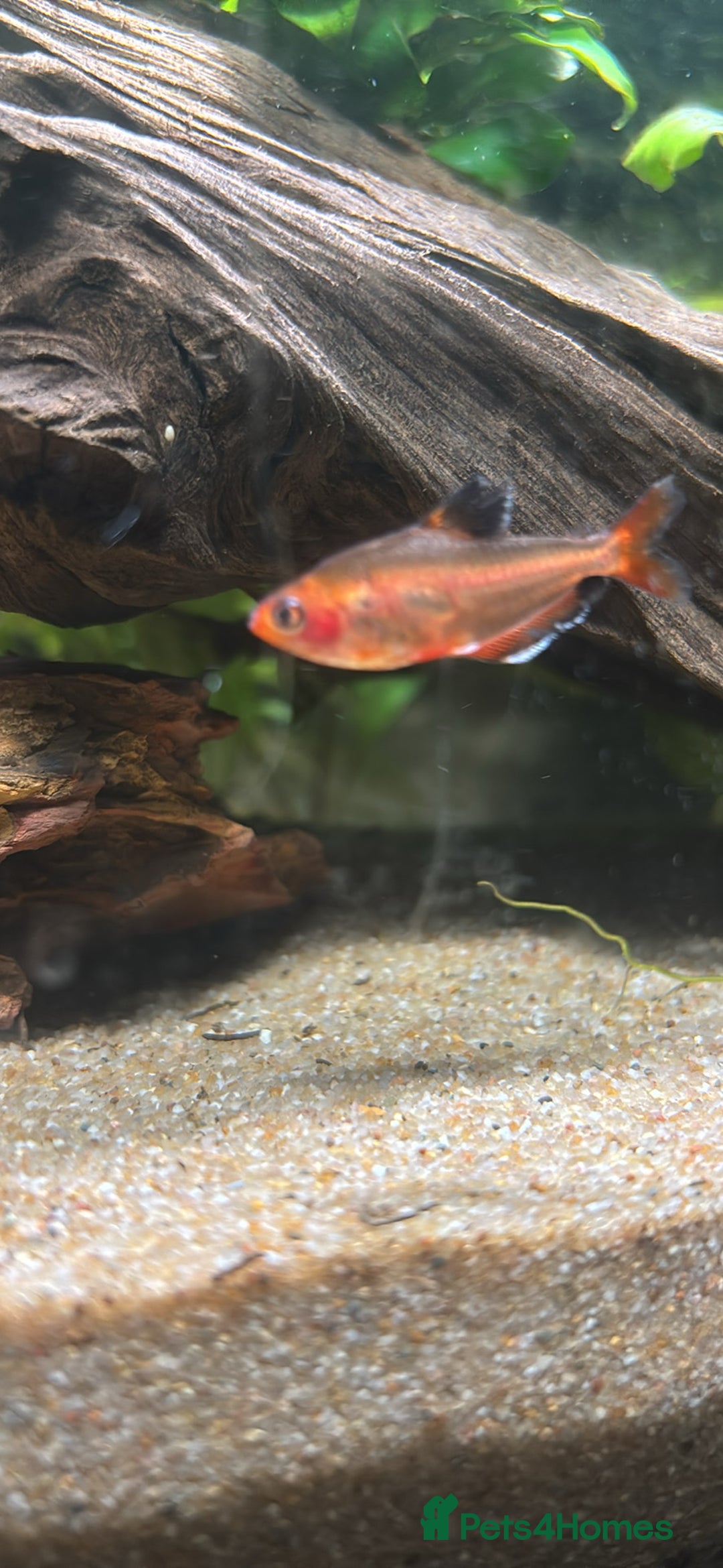 Barbs fish for sale: Full tropical setup with live plants and fish - Advert 8