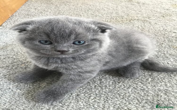 Scottish Fold cats - Advert 3