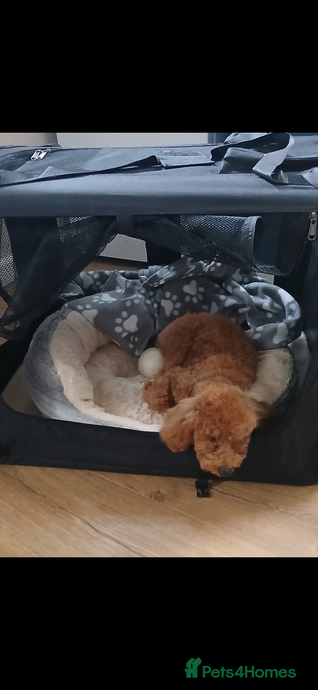Maltipoo dogs for sale: 1 year old male Maltipoo - Advert 3