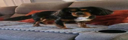 Cavalier King Charles Spaniel dogs for stud: Geordie kc cavalier - Advert 8
