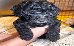 Toy Poodle dogs for sale: TOY POODLE PUPPIES 2 GIRLS 1 BOY LEFT - Image 10