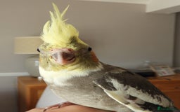 Cockatiels birds for sale: HAND REARED COCKATIELS , - Image 5