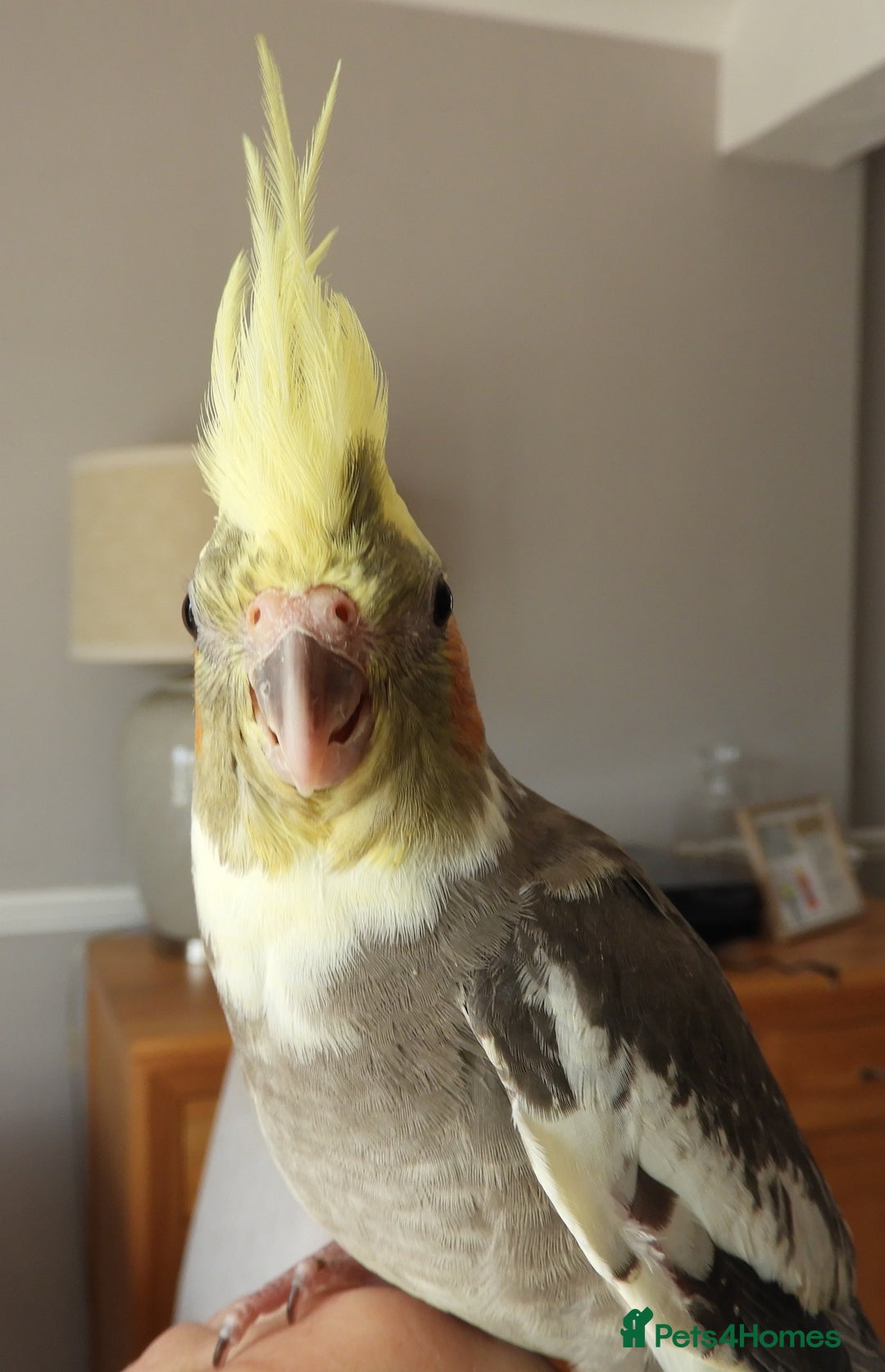 Cockatiels birds for sale: HAND REARED COCKATIELS , - Image 5