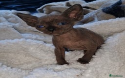 Sphynx cats for sale: Beautiful Canadian Sphynx kittens purebreed  - Image 10