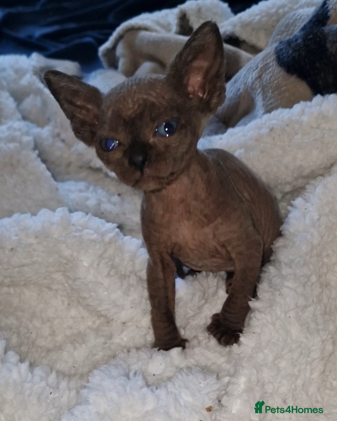 Sphynx cats for sale: Beautiful Canadian Sphynx kittens purebreed  - Image 10