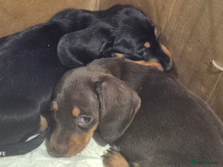 Dachshund dogs Daushaund beautiful and adorable - Advert 1