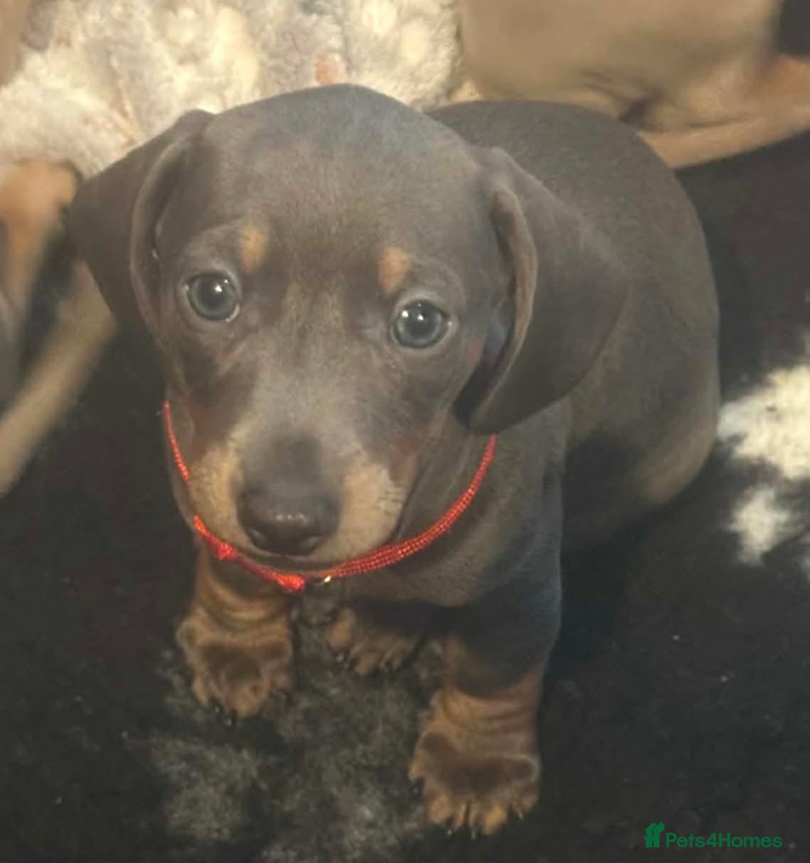 Dachshund dogs 2 blue and tan dachshund puppies  - Advert 18