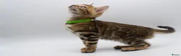 Bengal cats for sale: Stunning TICA Registered Bengal Kittens - Advert 24