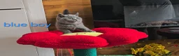 British Shorthair cats for sale: British Shorthair kitten - Advert 22