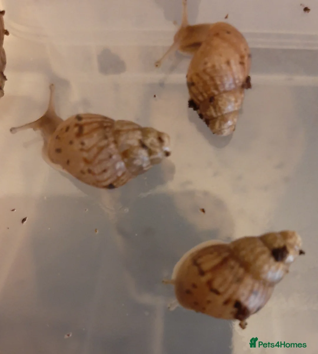Snails invertebrates for sale: Giant African land snails (Achatina  fulica) - Advert 6