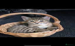 Bengal cats for sale: 2 bengal kittens left for sale to loving home - Image 8