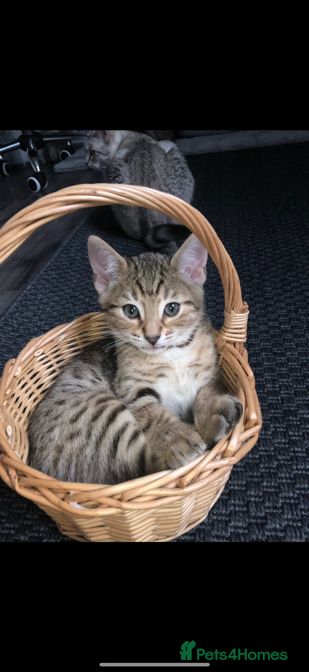 Bengal cats for sale: 2 bengal kittens left for sale to loving home - Image 8