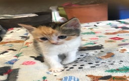 Persian cats for sale: 8 British short hair x Persian kittens  - Image 15
