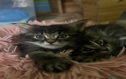 Kurilian Bobtail cats for sale: Rare pure breed Kurilian bobtail kittens available - Advert 15