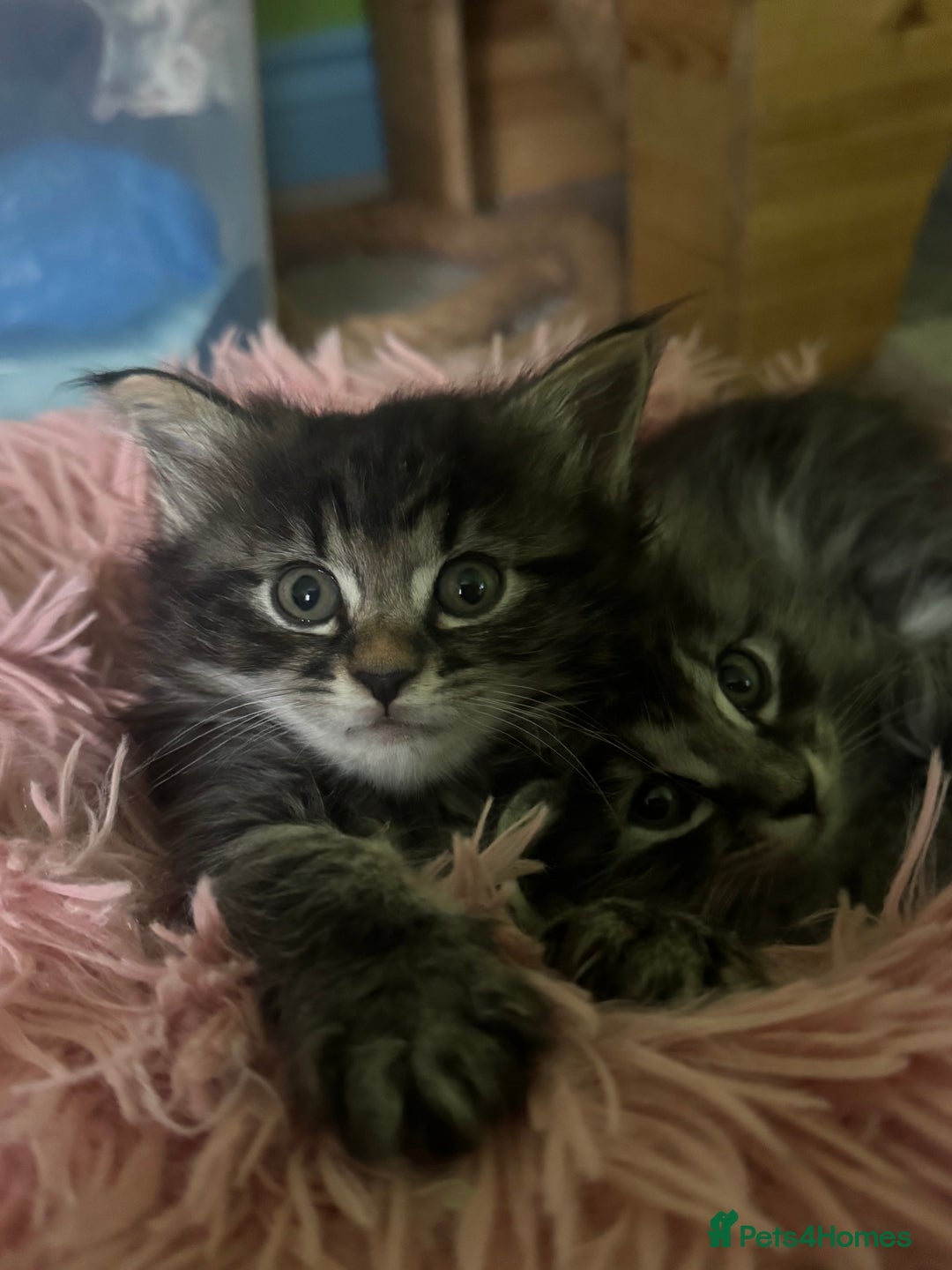 Kurilian Bobtail cats for sale: Rare pure breed Kurilian bobtail kittens available - Advert 15