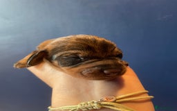 Dachshund dogs for sale: KC Register Standard Wirehaired Dachshund Puppies in Lincoln - Image 31