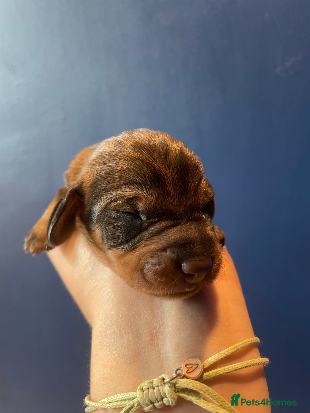 Dachshund dogs for sale: KC Register Standard Wirehaired Dachshund Puppies in Lincoln - Image 31