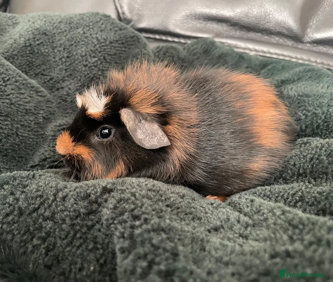 Guinea Pig rodents for sale: Teddy x short haired male guinea pigs - Advert 2