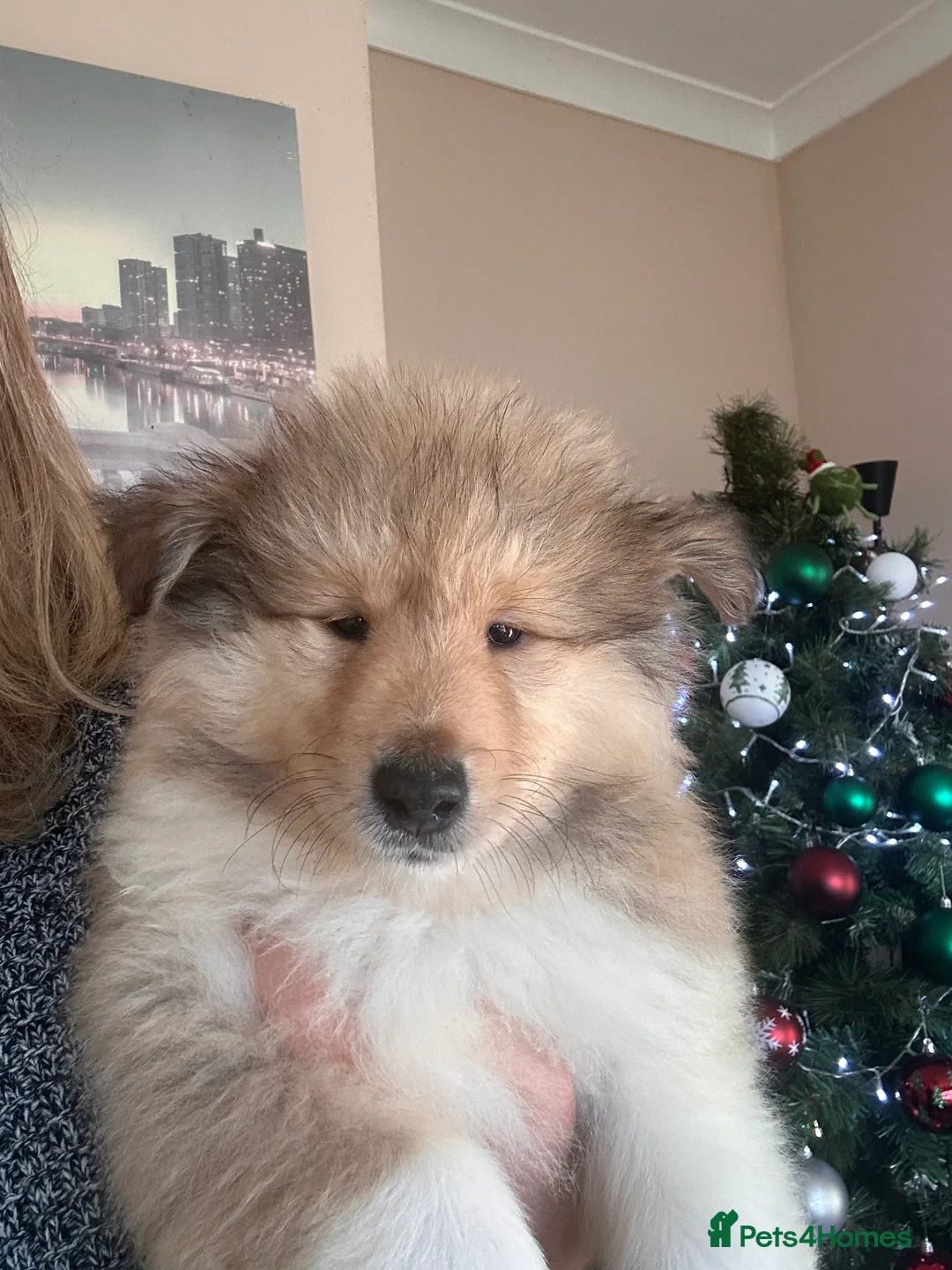 Rough Collie dogs for sale: Rough Collie Puppies  - Advert 5