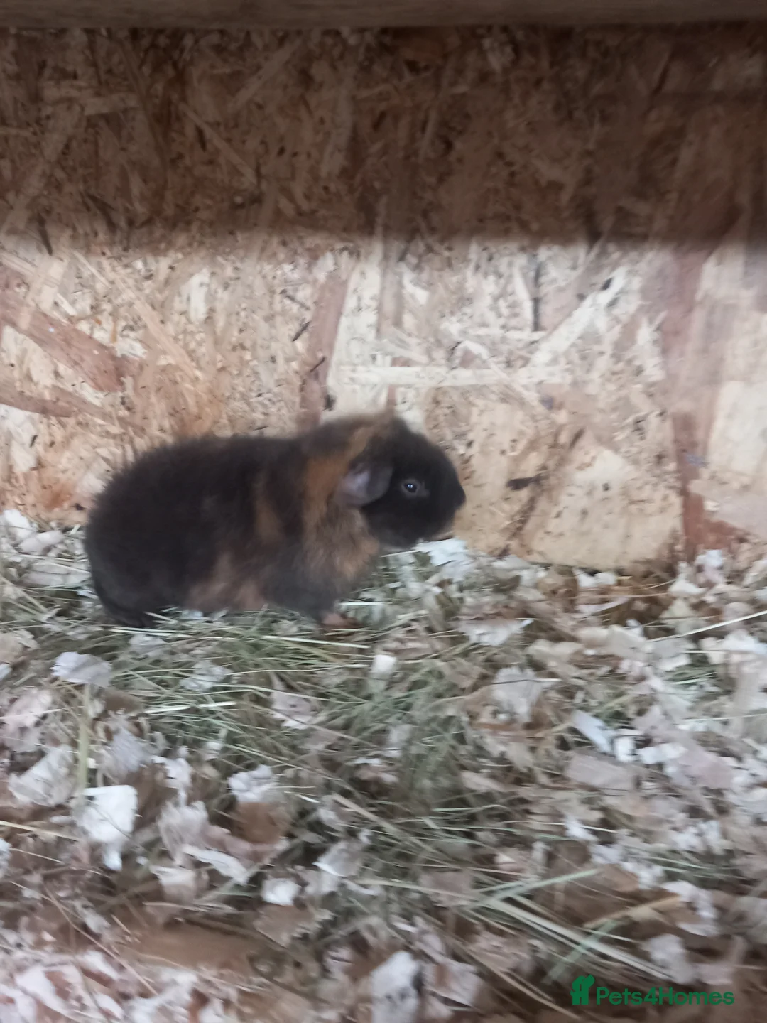 Guinea Pig rodents for sale: Teddy guinea pigs  - Advert 8