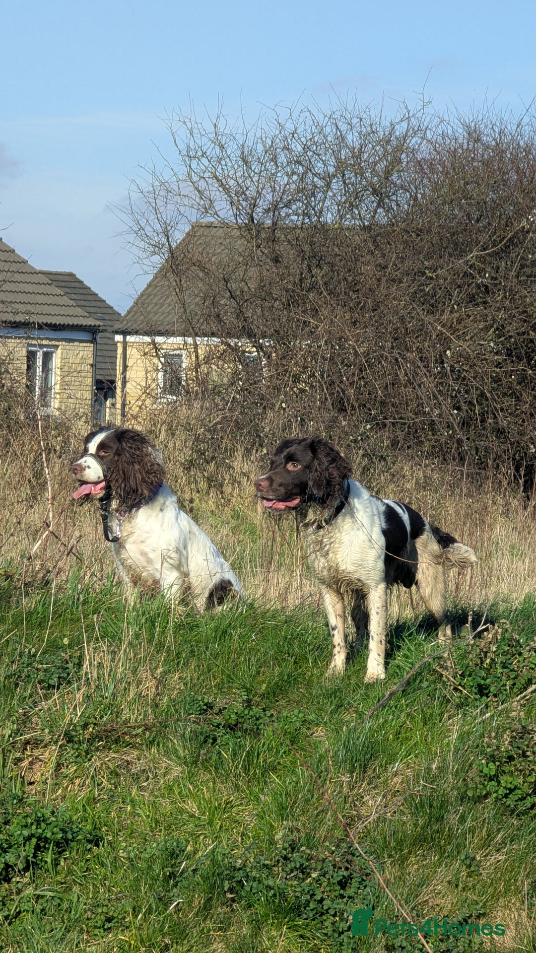 English Springer Spaniel dogs for sale: Gorgeous chunky Springer Spaniels for sale - Advert 7