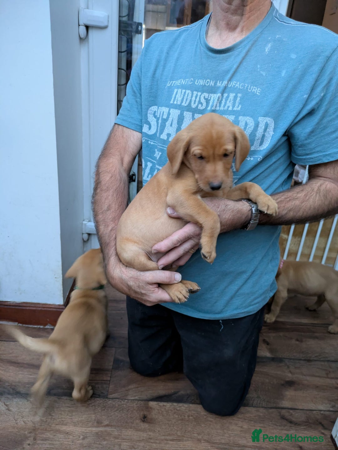 Labrador Retriever dogs for sale: Red and yellow Labrador puppies for sale. - Image 5