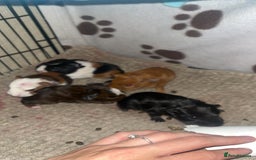 Guinea Pig rodents for sale: 5 Beautiful male guinea pigs for sale - Image 2