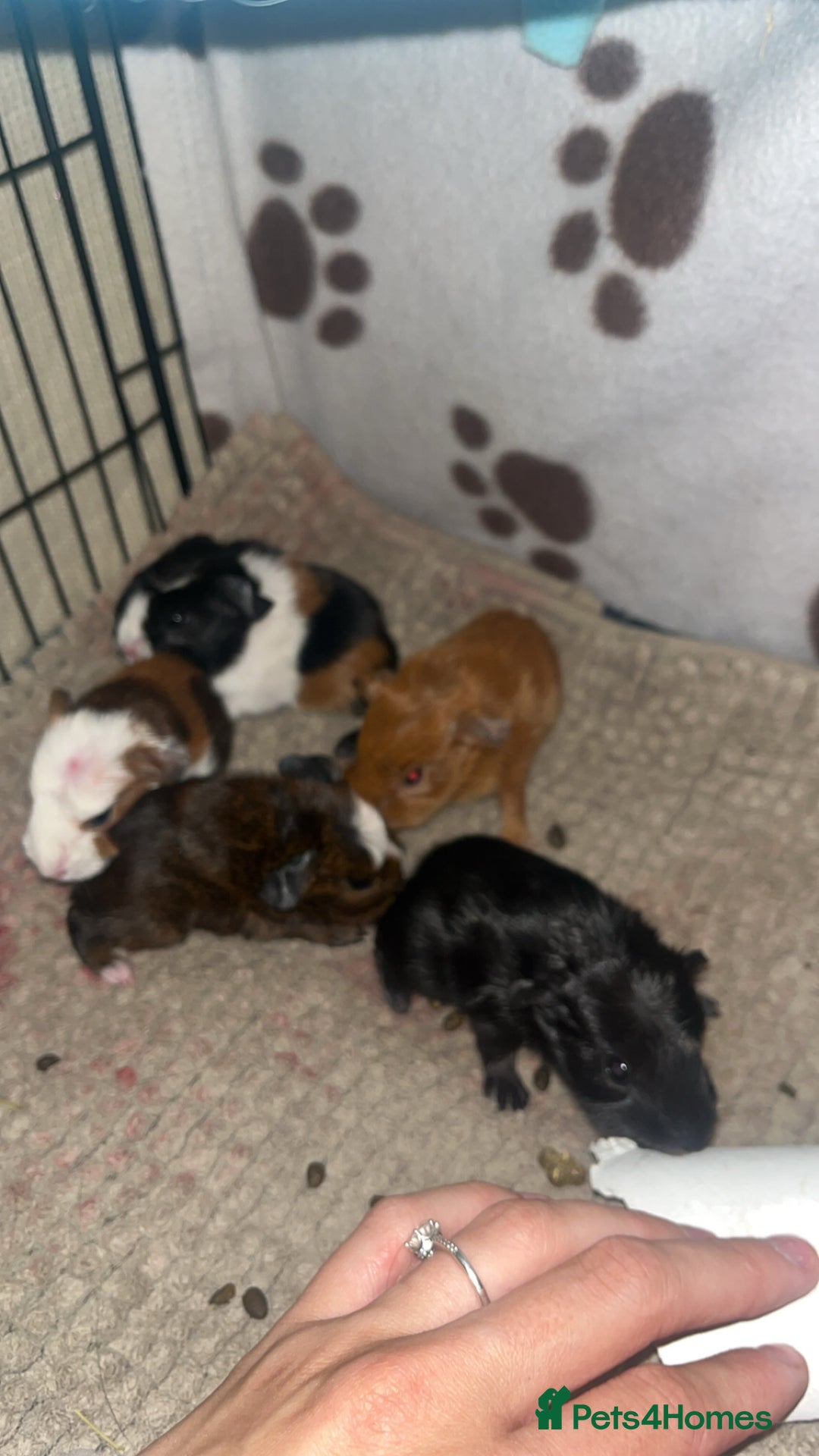 Guinea Pig rodents for sale: 5 Beautiful male guinea pigs for sale - Image 2