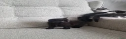 Mixed Breed cats for sale: 5 Kittens  in Manchester - Advert 10