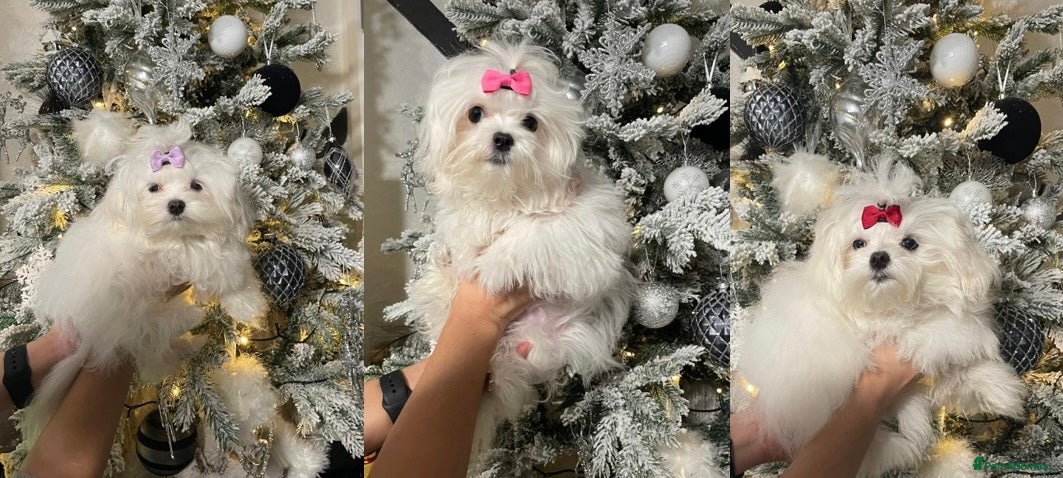 Maltese dogs ✨ Korean Maltese Hypoallergenic pure breed Girls ✨ - Advert 2