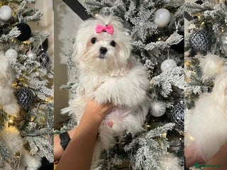 Maltese dogs ✨ Korean Maltese Hypoallergenic pure breed Girls ✨ - Advert 2