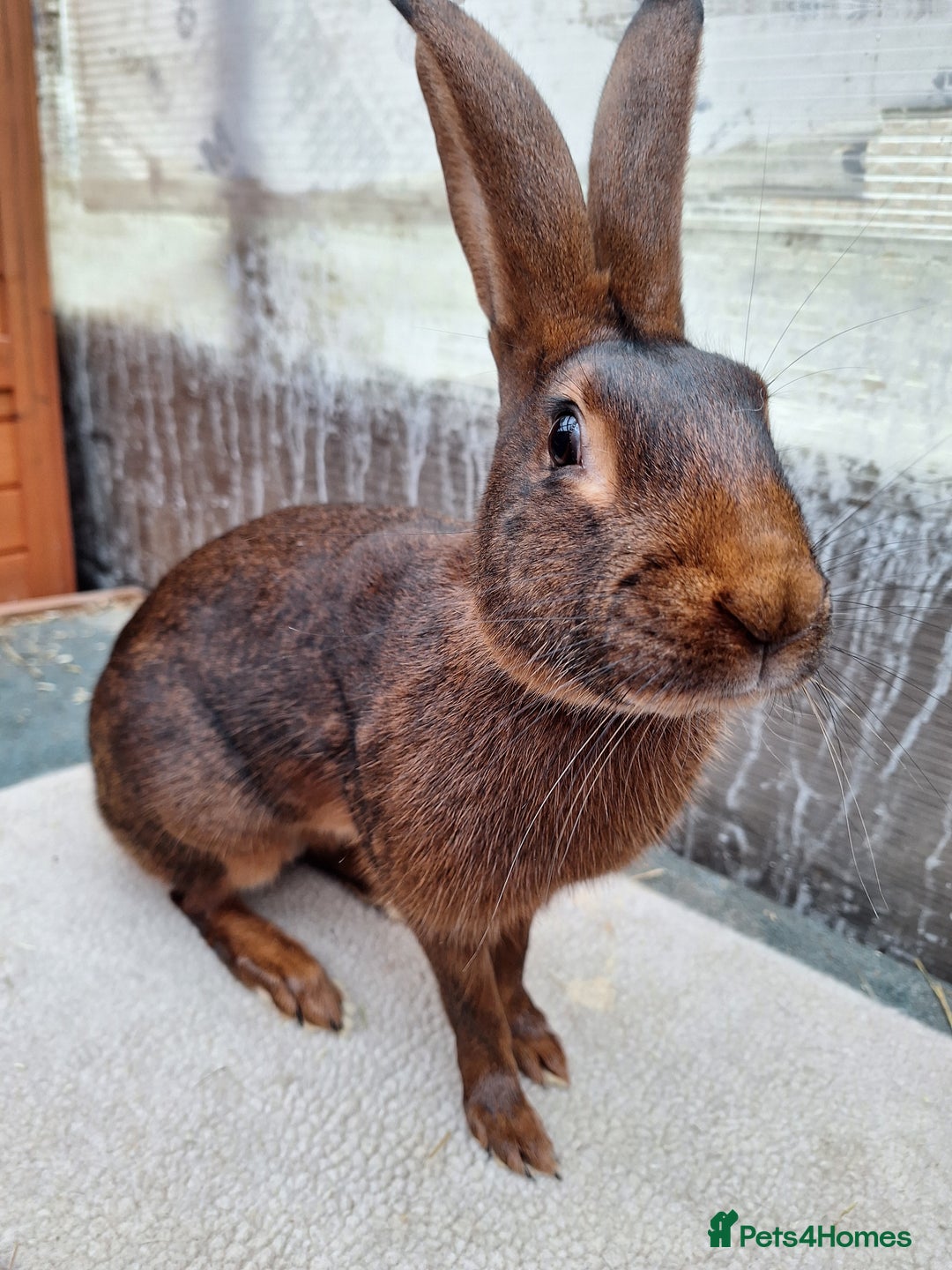 Belgian Hares rabbits for sale: CURRENTLY RESERVED - BRC Belgian Hare buck - Advert 4