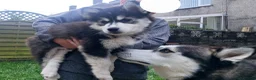 Pomsky dogs for sale: ❤️ G E O R G E O U S POMSKY PUPPIES READY TODAY ❤️ - Advert 18