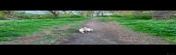 French Bulldog dogs for sale: 6 year old female frenchie  - Advert 9