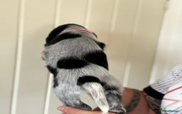 Cocker Spaniel dogs for sale: Beautiful litter of Show Cockers - 5 remaining - Image 35