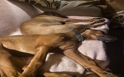 Mixed Breed dogs for sale: Rhodesian Ridgeback Cross Doberman - Image 10