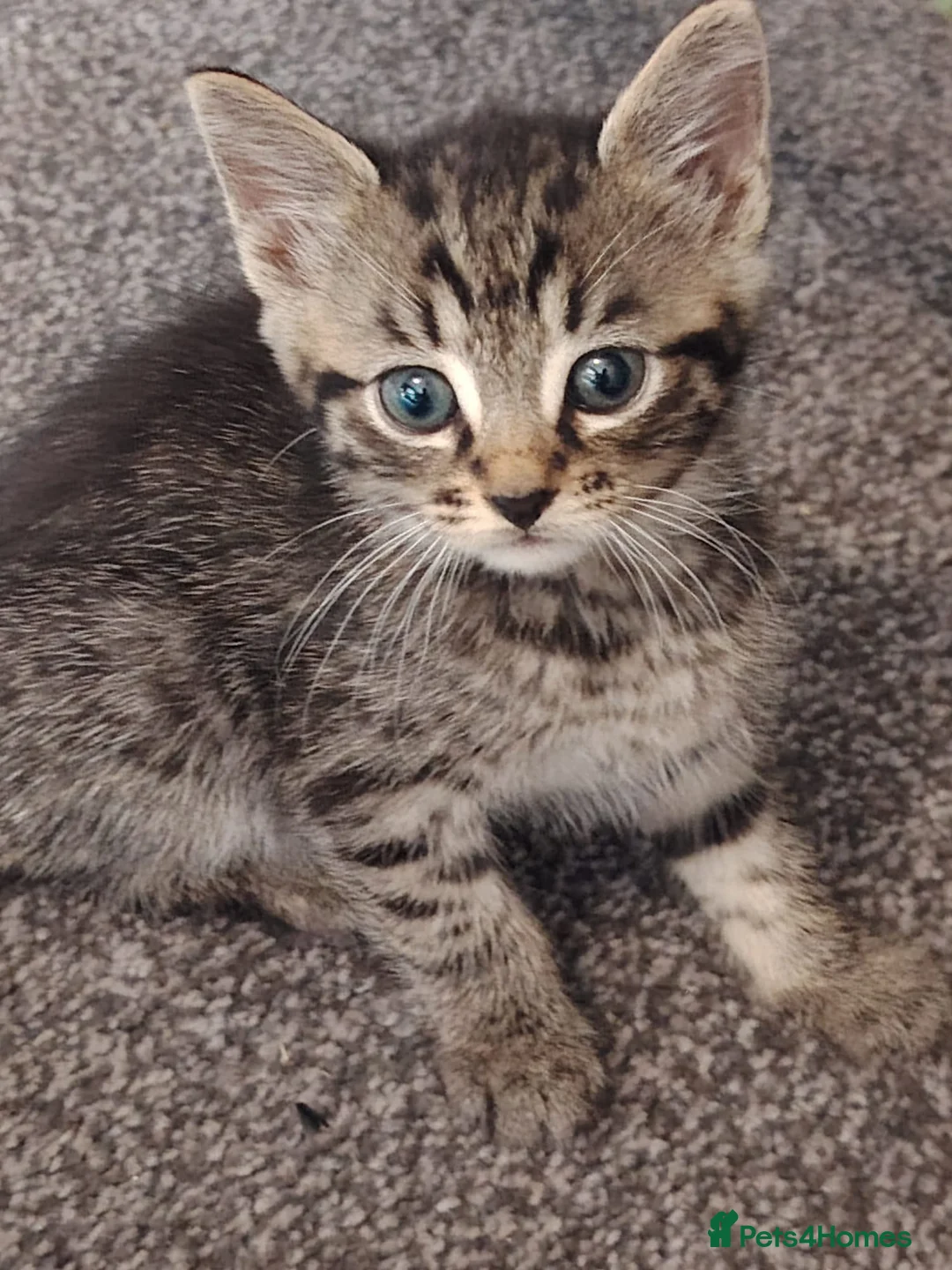 Mixed Breed cats for sale: 2 gorgeous kittens left - Advert 7