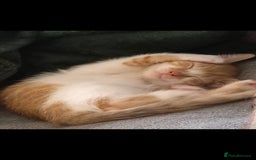 Mixed Breed cats for sale: Half bengal kitten 4 sale  - Image 3