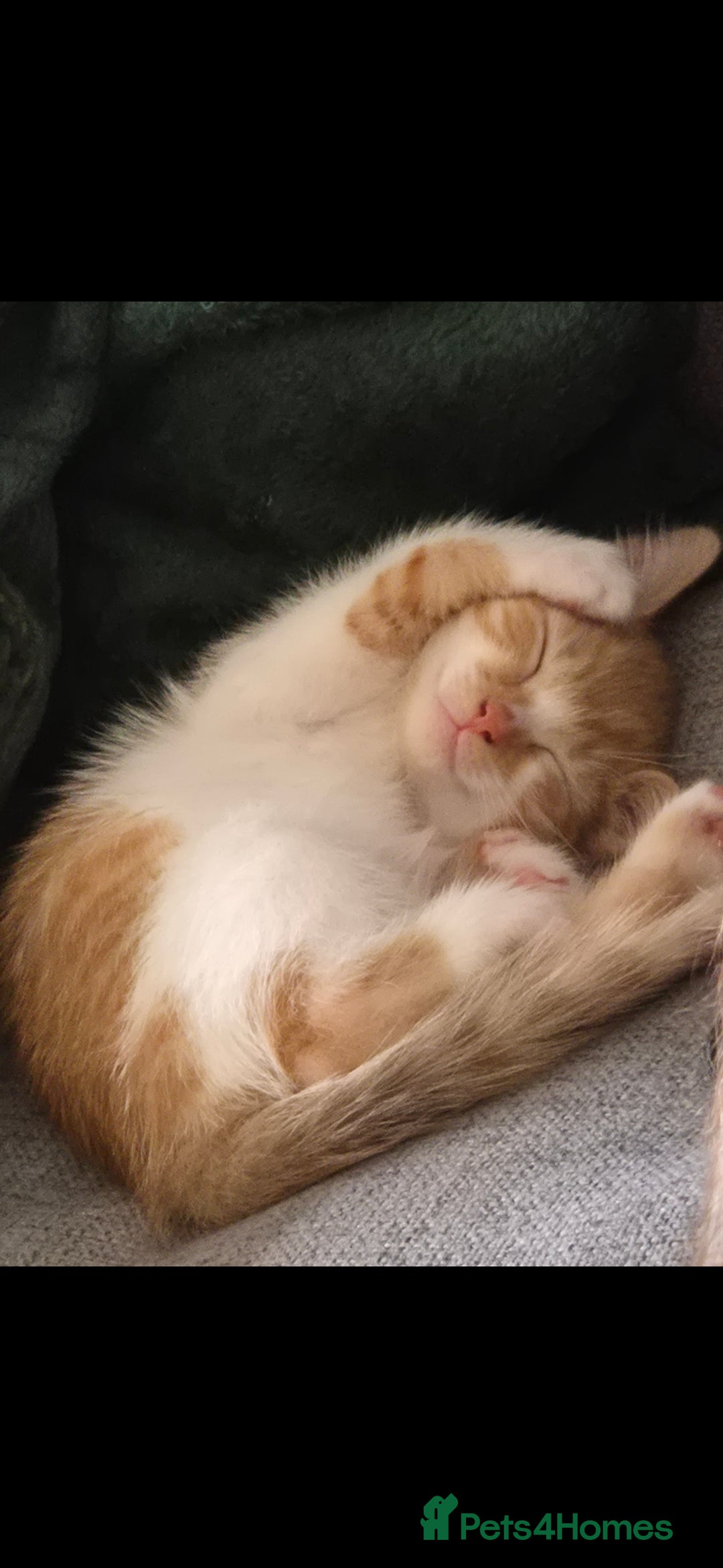Mixed Breed cats for sale: Half bengal kitten 4 sale  - Image 3