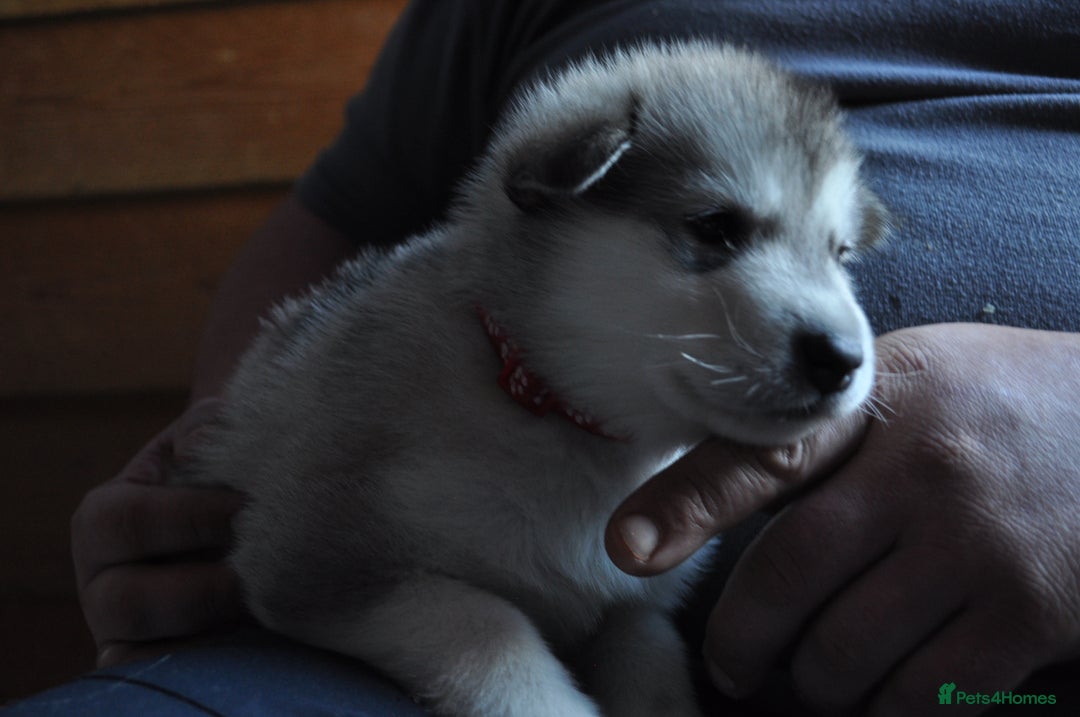 Alaskan Malamute dogs for sale: Alaskan Malamute Puppies - Advert 35